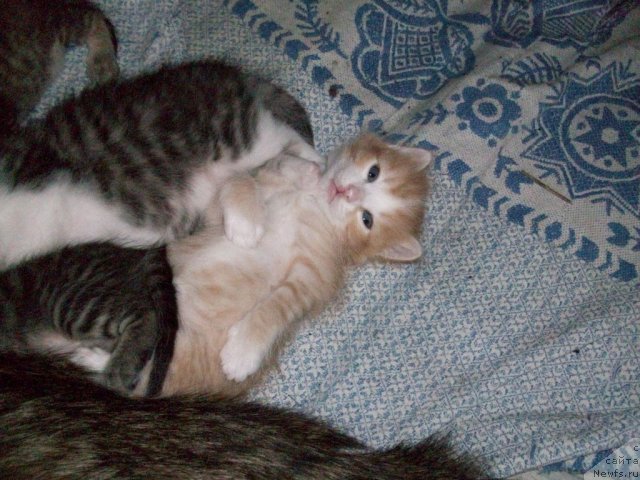 Фото: Natal'ya Berejneva (Наталья Бережнева)