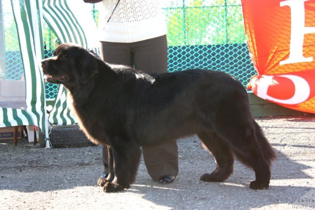 Фото: ньюфаундленд Sent Djons Tender Kiss of Elly (Сент Джонс Тендер Кисс оф Элли)