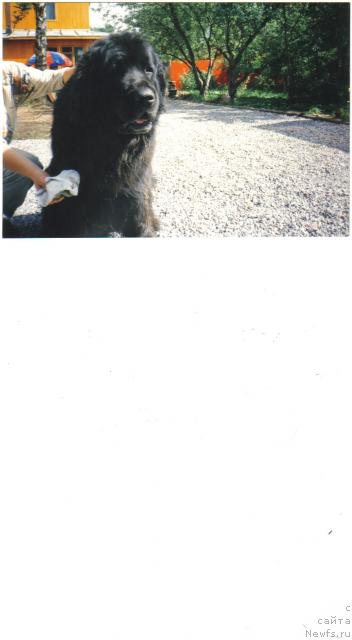 Фото: ньюфаундленд Oliv'e De Lya YUns (Оливье Де Ля Юнс)