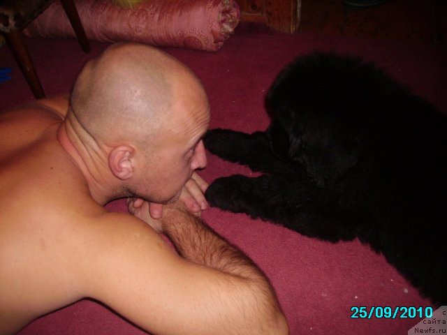 Фото: ньюфаундленд Ih Vyisochestvo Vladlena Madjiks (Их Высочество Владлена Маджикс), Aleksey Nistratov (Алексей Нистратов)