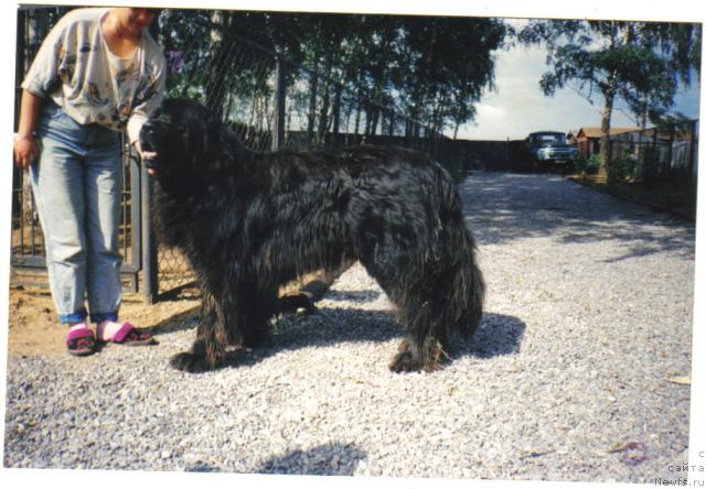 Фото: ньюфаундленд Oliv'e De Lya YUns (Оливье Де Ля Юнс)