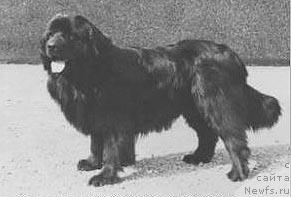 Фото: ньюфаундленд Alko von Dellheim