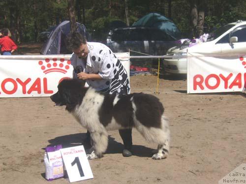 Фото: ньюфаундленд Daanich Shahmatny Oskar (Даанич Шахматный Оскар)
