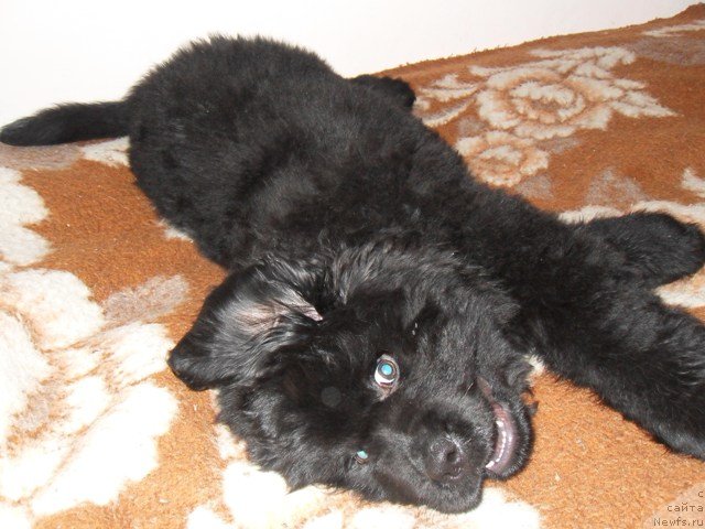 Фото: ньюфаундленд Ih Visochestvo Viola Zhanmonika (Их Высочество Виола Жанмоника)