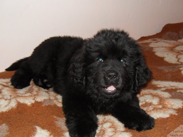 Фото: ньюфаундленд Ih Visochestvo Viola Zhanmonika (Их Высочество Виола Жанмоника)