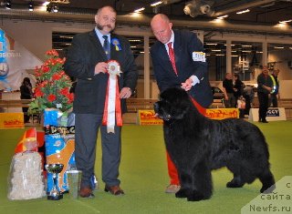 Фото: ньюфаундленд Seabrooks Cruising on Route 66