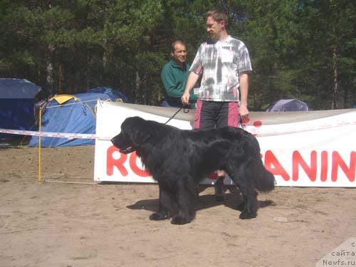 Фото: ньюфаундленд Nort Fyeys Kusto (Норт Фэйс Кусто)