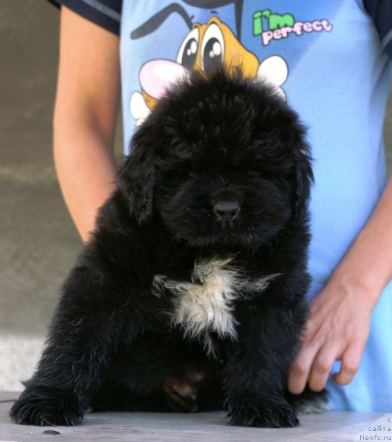 Фото: ньюфаундленд Masterpiece of Balkan Coyle