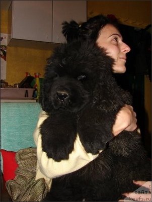 Фото: ньюфаундленд Gloria vom Darius Land