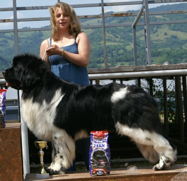 Фото: ньюфаундленд Hulc Faundland (Hulc Faundland)