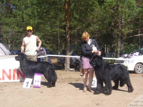 Фото: ньюфаундленд Antey Trevellerintaym (Антей Тревеллеринтайм), ньюфаундленд Nijumast Samson (Ньюмаст Самсон)