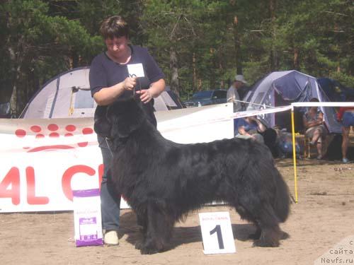 Фото: ньюфаундленд Obush Shed Edisson Nicole (Обуш Шед Эдисон Николь)