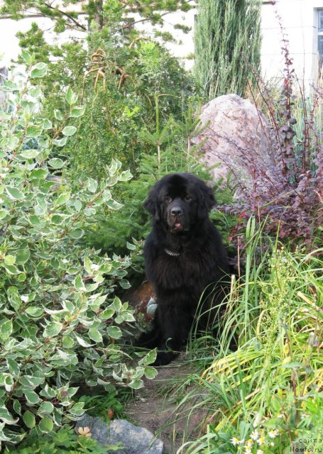 Фото: ньюфаундленд Fantasy (Фентази)