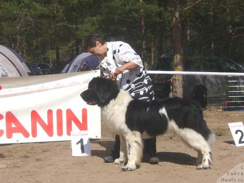 Фото: ньюфаундленд Daanich Flirt Rokoko (Даанич Флирт Рококо)