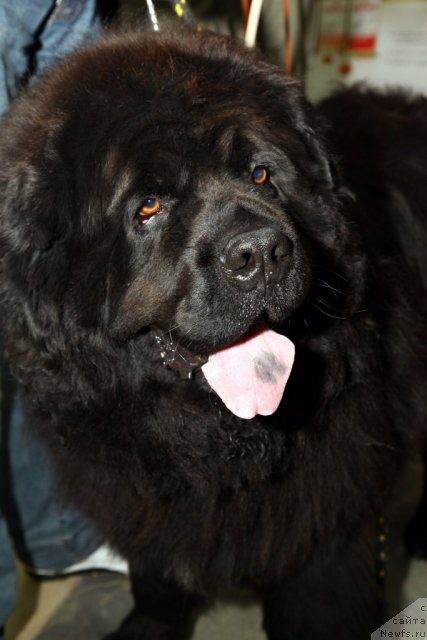 Фото: ньюфаундленд Vein Vest