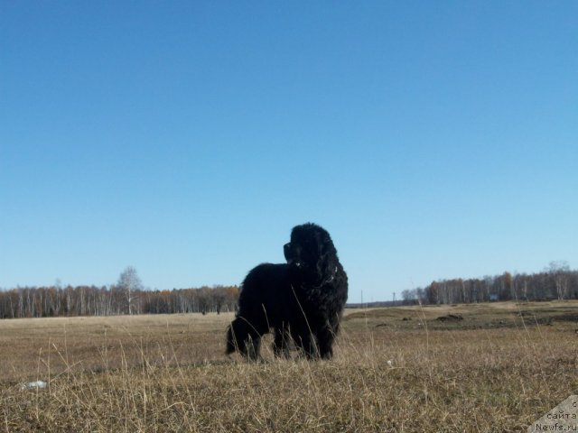 Фото: ньюфаундленд Yarada iz Sibirskoy Glubinki (Ярада из Сибирской Глубинки)