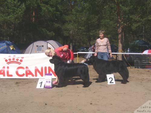Фото: ньюфаундленд Nijumast Nirvana (Ньюмаст Нирвана), ньюфаундленд N'yumast Sen'orita Sensaciya (Ньюмаст Сеньорита Сенсация)