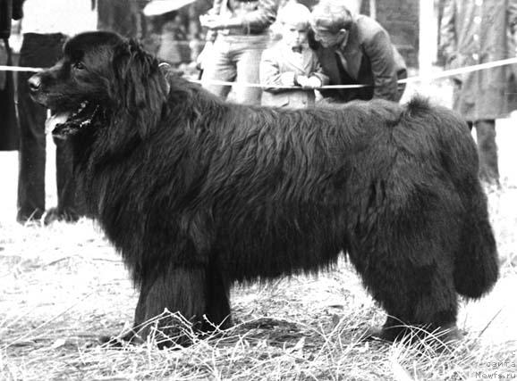 Фото: ньюфаундленд Sir  James (Сэр Джеймс)