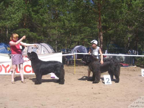 Фото: ньюфаундленд King of Helluland Viking, ньюфаундленд Armani Imperial (Армани Империал)