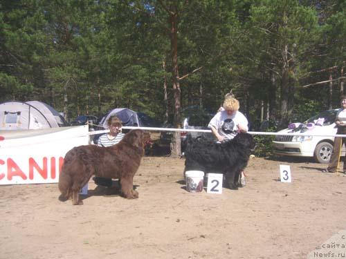 Фото: ньюфаундленд Koka Kola's Immidj Star YEmr Favorit (Кока Кола'с Иммидж Стар Эмр Фаворит), ньюфаундленд Madam Gabo Ciola (Мадам Габо Циола)