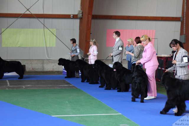 Фото: ньюфаундленд Skippers Open Arms