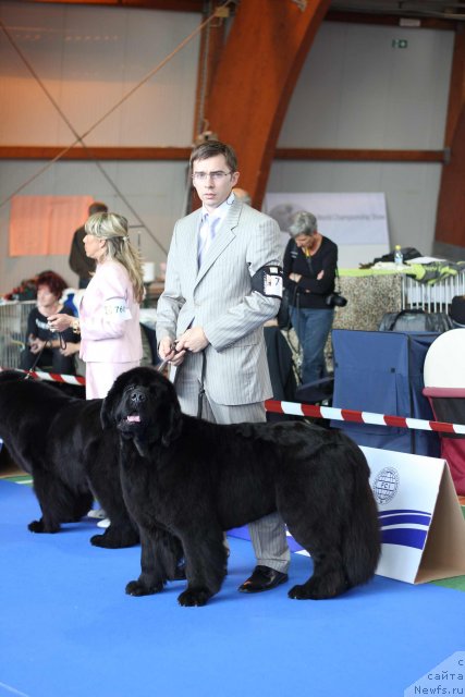 Фото: ньюфаундленд Skippers Open Arms