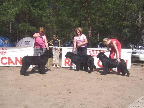Фото: ньюфаундленд Akin Soul Sofiya (Акин Соул София), ньюфаундленд Lesnaya Skazka Roza CHernaya (Лесная Сказка Роза Черная), ньюфаундленд Triada Vest Alekseevna Carevna (Триада Вест Алексеевна Царевна)