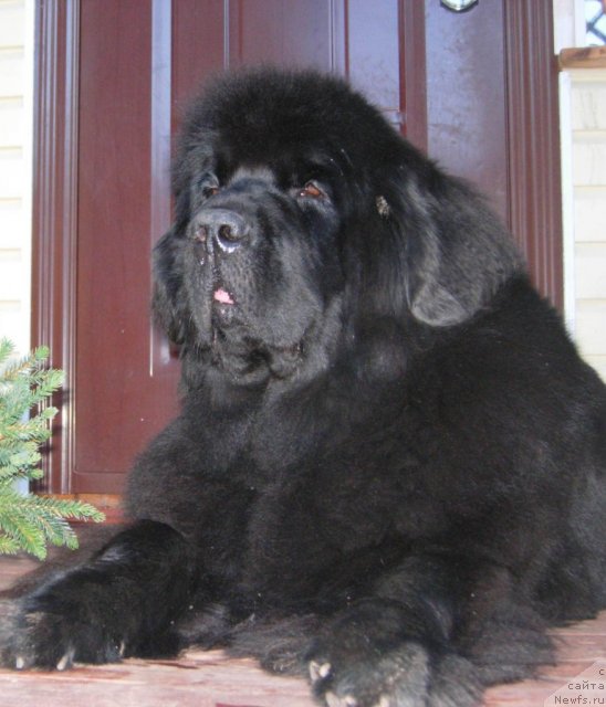 Фото: ньюфаундленд Skippers Only You for Smigar