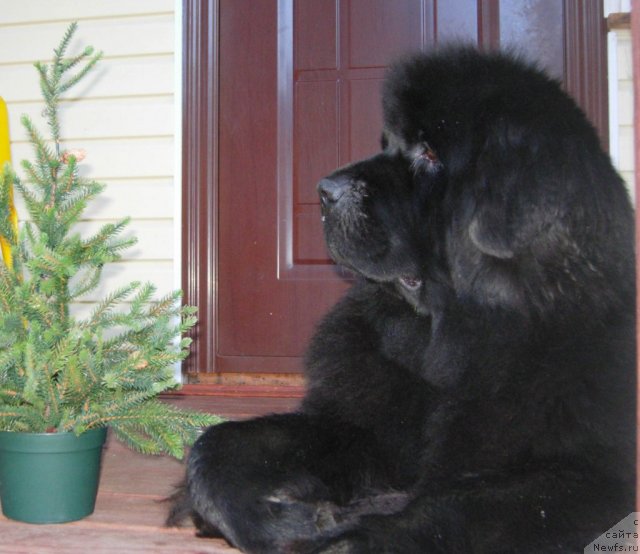 Фото: ньюфаундленд Skippers Only You for Smigar