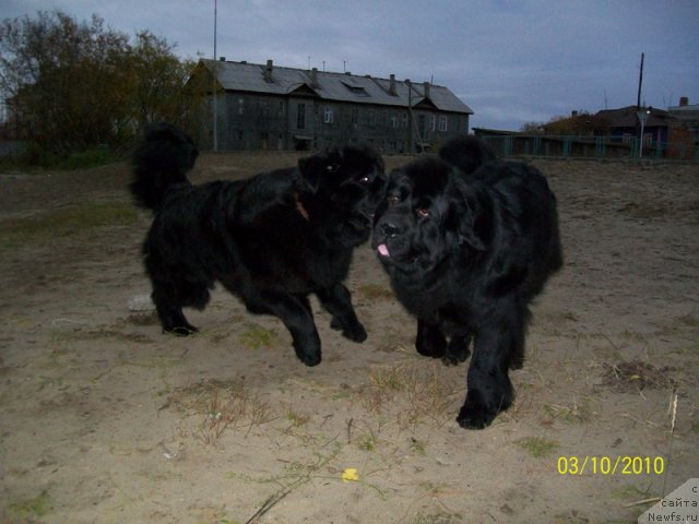 Фото: ньюфаундленд Gloriya Grand Blek (Глория Гранд Блек), ньюфаундленд Fortuna of Giant's Island