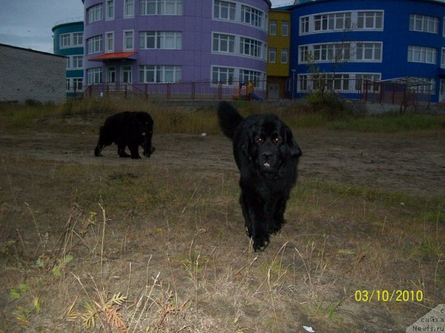 Фото: ньюфаундленд Gloriya Grand Blek (Глория Гранд Блек), ньюфаундленд Fortuna of Giant's Island