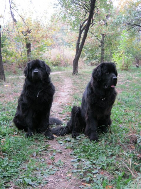 Фото: ньюфаундленд Jenev'ev Garni Ledyen (Женевьев Гарни Ледэн), ньюфаундленд Sent Djons Ulla for Kara Ayular (Сент Джонс Улла для Кара Аюлар)