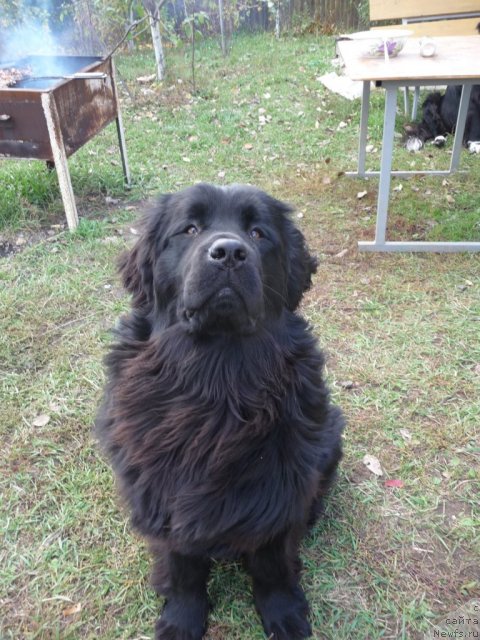 Фото: ньюфаундленд Bol'shaya Udacha (Большая Удача)