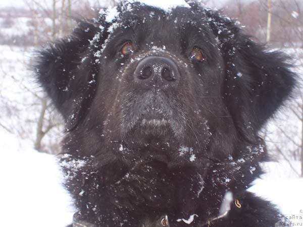 Фото: ньюфаундленд Varvara Krasa iz Bol'shoy Medvedicyi (Варвара Краса из Большой Медведицы)