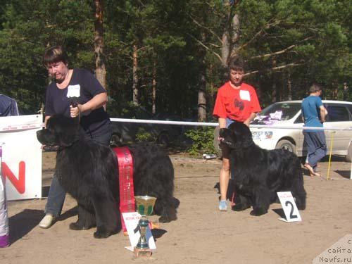 Фото: ньюфаундленд Obush Shed Edisson Nicole (Обуш Шед Эдисон Николь)