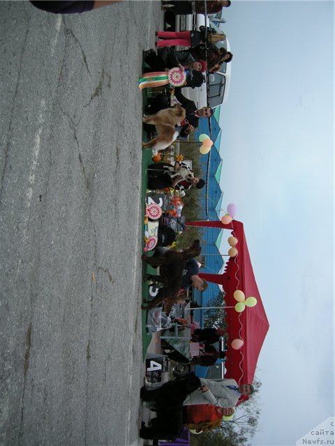 Фото: ньюфаундленд Chansi  iz  Medvejyego Yara (Чанси из Медвежьего Яра), YUriy Rahtienko (Юрий Рахтиенко)