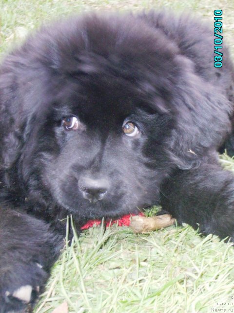 Фото: ньюфаундленд Ih Vyisochestvo Vladlena Madjiks (Их Высочество Владлена Маджикс)