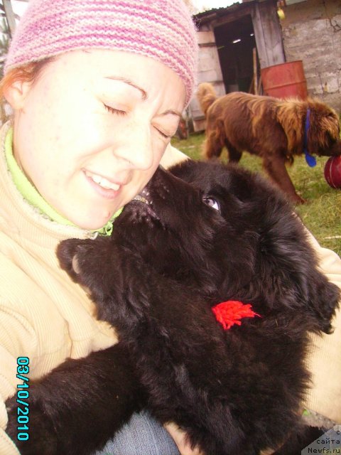 Фото: ньюфаундленд Ih Vyisochestvo Vladlena Madjiks (Их Высочество Владлена Маджикс), Irina Nistratova (Ирина Нистратова)