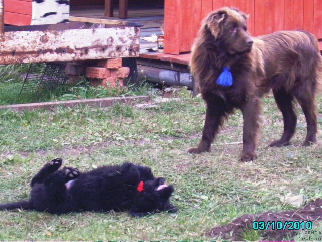 Фото: ньюфаундленд Ih Vyisochestvo Vladlena Madjiks (Их Высочество Владлена Маджикс), Данюшка