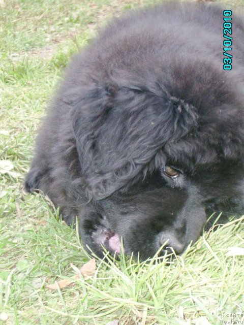 Фото: ньюфаундленд Ih Vyisochestvo Vladlena Madjiks (Их Высочество Владлена Маджикс)