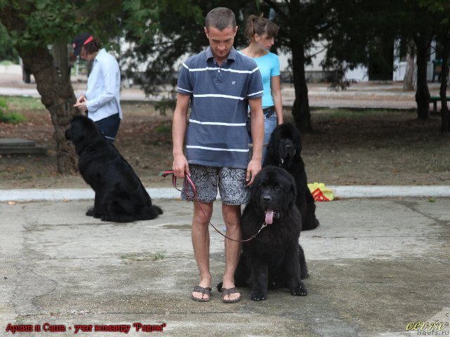 Фото: ньюфаундленд Akvatoriya Kelvin Kuindji (Акватория Келвин Куинджи)