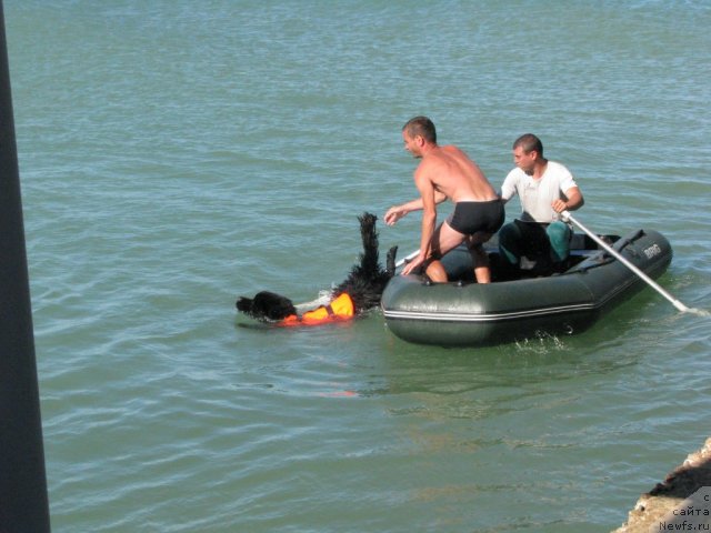 Фото: ньюфаундленд Akvatoriya Kelvin Kuindji (Акватория Келвин Куинджи)