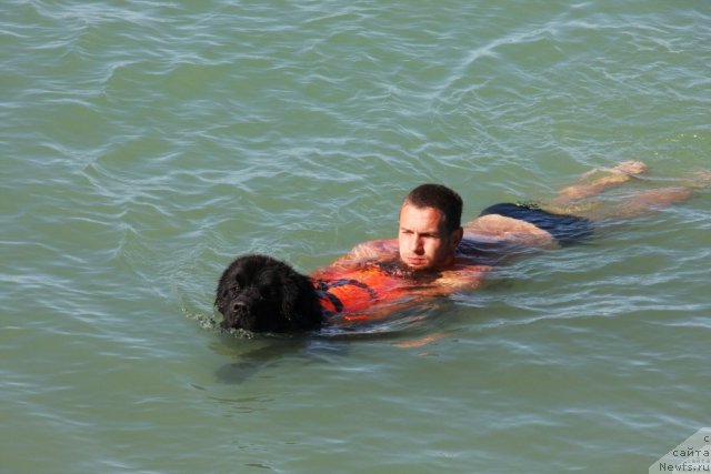 Фото: ньюфаундленд Akvatoriya Kelvin Kuindji (Акватория Келвин Куинджи)