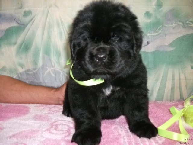 Фото: ньюфаундленд Super Bizon Baton (Супер Бизон Батон), ньюфаундленд Lesnaya Skazka Ruslana (Лесная Сказка Руслана), щенок.