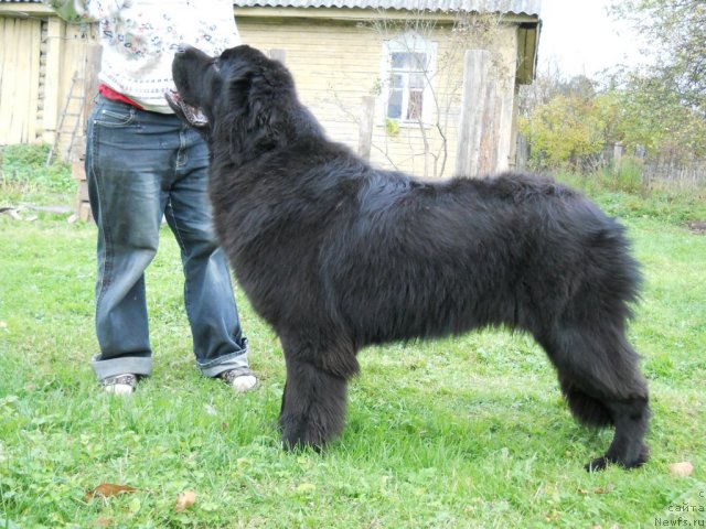 Фото: ньюфаундленд Aquatoriya Kelvin Kilimandzharo (Акватория Келвин Килиманджаро)