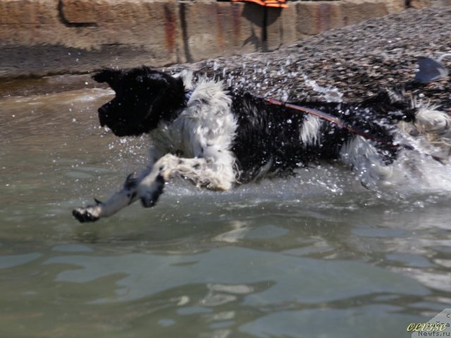 Фото: ньюфаундленд Piternyuf Prodigy (Питерньюф Продижи)