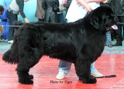 Фото: ньюфаундленд Yuzhny Sharm iz Medvejyego Yara (Южный Шарм из Медвежьего Яра)