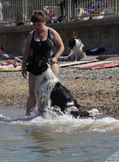 Фото: ньюфаундленд Piternyuf Prodigy (Питерньюф Продижи), Irina Vesnina (Ирина Веснина)