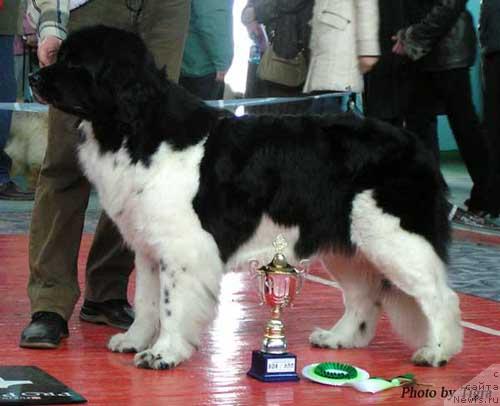 Фото: ньюфаундленд Geminorum Undara