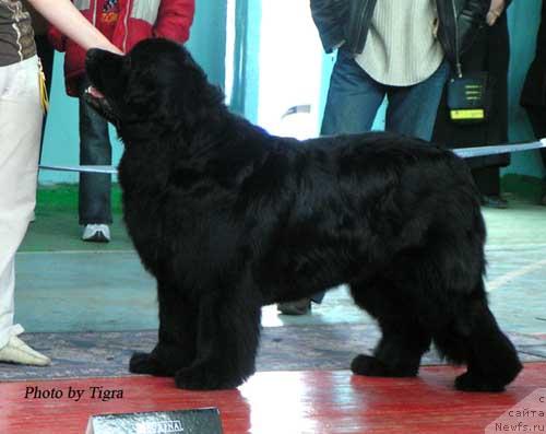 Фото: ньюфаундленд Favorite Nika's iz Medvejyego Yara (Фаворит Никас из Медвежьего Яра)